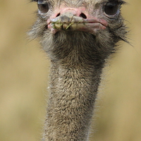 Buy canvas prints of Male Ostrich by Selena Chambers