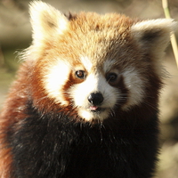 Buy canvas prints of Cheeky Red Panda by Selena Chambers