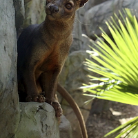 Buy canvas prints of Fossa by Selena Chambers