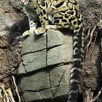 Buy canvas prints of Clouded Leopard by Selena Chambers