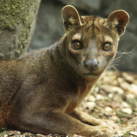 Buy canvas prints of Fossa by Selena Chambers
