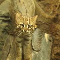 Buy canvas prints of Rusty spotted cat by Selena Chambers