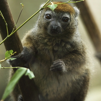 Buy canvas prints of Western Lesser Bamboo Lemur by Selena Chambers