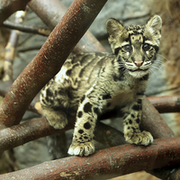 Buy canvas prints of Clouded Leopard cub by Selena Chambers