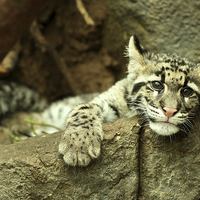 Buy canvas prints of Clouded Leopard cub by Selena Chambers