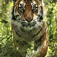 Buy canvas prints of Sumatran tiger by Selena Chambers