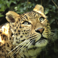 Buy canvas prints of North Chinese Leopard by Selena Chambers