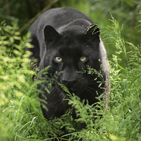 Buy canvas prints of Black leopard by Selena Chambers