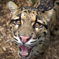 Buy canvas prints of  Clouded Leopard by Selena Chambers
