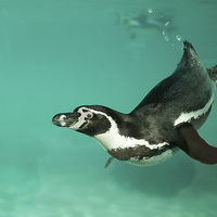 Buy canvas prints of  Humboldt penguin underwater by Selena Chambers