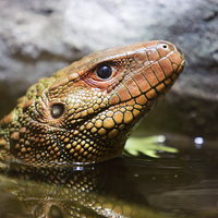 Buy canvas prints of  Northern caiman lizard by Selena Chambers