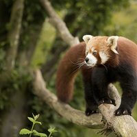 Buy canvas prints of  Red panda by Selena Chambers