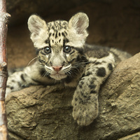 Buy canvas prints of  Clouded leopard cub by Selena Chambers