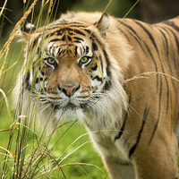 Buy canvas prints of  Sumatran tiger  by Selena Chambers