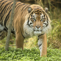 Buy canvas prints of  Sumatran tiger by Selena Chambers