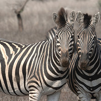 Buy canvas prints of Posing  Zebras by George Pritchard