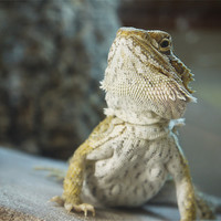 Buy canvas prints of Bearded Dragon by Tom Reed