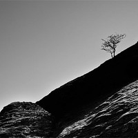 Buy canvas prints of The lonesome tree by Tom Reed