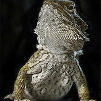 Buy canvas prints of Posterized Bearded Dragon by Tom Reed