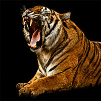 Buy canvas prints of Posterized Tiger 2 by Tom Reed