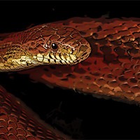 Buy canvas prints of Posterized cornsnake by Tom Reed