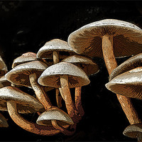 Buy canvas prints of Posterized mushrooms by Tom Reed