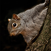 Buy canvas prints of posterized Squirrel by Tom Reed