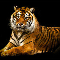 Buy canvas prints of Posterized Tiger 3 by Tom Reed