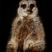 Buy canvas prints of Posterised Meerkat by Tom Reed