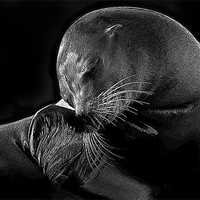 Buy canvas prints of Posterised Sea-lion by Tom Reed