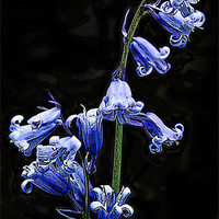 Buy canvas prints of Posterised bluebells by Tom Reed