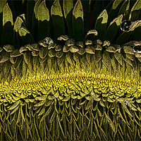 Buy canvas prints of Patterns in plants by Tom Reed