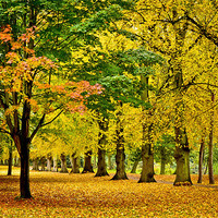 Buy canvas prints of Autumn colours by Tom Reed