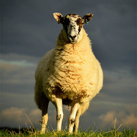 Buy canvas prints of Stormy sheep by Tom Reed