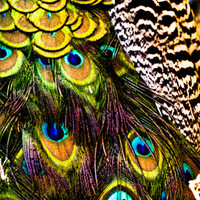 Buy canvas prints of Peacock patterns by Tom Reed