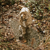 Buy canvas prints of Cocker Spaniel in his element by Sarah Davies