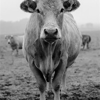Buy canvas prints of Cow in Fields by Vladas Briedis