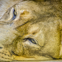 Buy canvas prints of Lioness by Phil Robinson