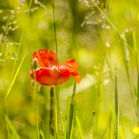 Buy canvas prints of Poppy in Spring by Phil Robinson