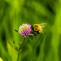 Buy canvas prints of Bee collecting pollen by Phil Robinson