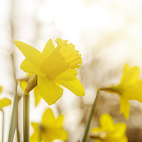 Buy canvas prints of  Daffodils in the sun  by Phil Robinson