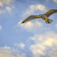 Buy canvas prints of  Seagull on a sunset afternoon  by Phil Robinson