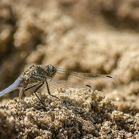Buy canvas prints of  Dragonfly in the sand  by Phil Robinson