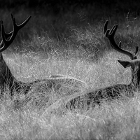 Buy canvas prints of  Deer enjoying the sun  by Phil Robinson
