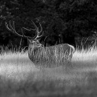 Buy canvas prints of  Deer enjoying the weather by Phil Robinson