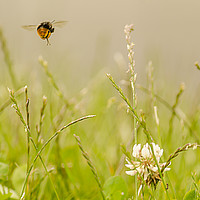 Buy canvas prints of Bee in mid flight working to collect pollen by Phil Robinson
