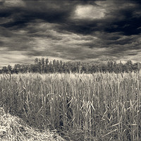Buy canvas prints of Drama in the fields  by Phil Robinson