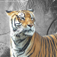 Buy canvas prints of Tiger Tiger by Ian Lintern