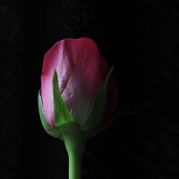 Buy canvas prints of Rose Bud by Heather Athey