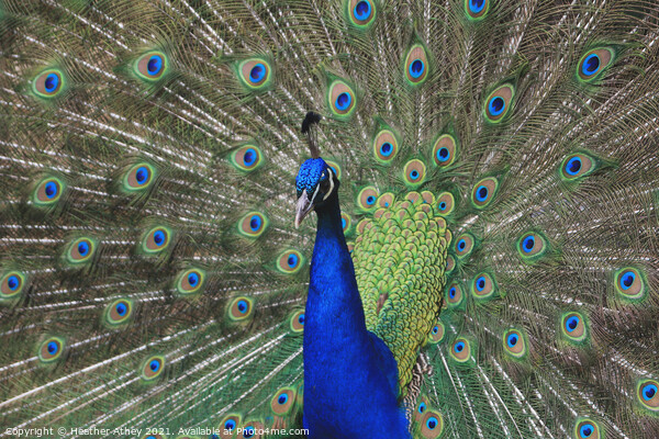 Peacock Picture Board by Heather Athey